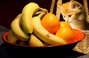 Por que o gato adora comer banana