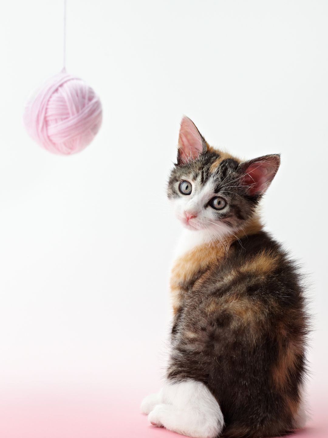 Rotina de Exercícios para Seu Gato