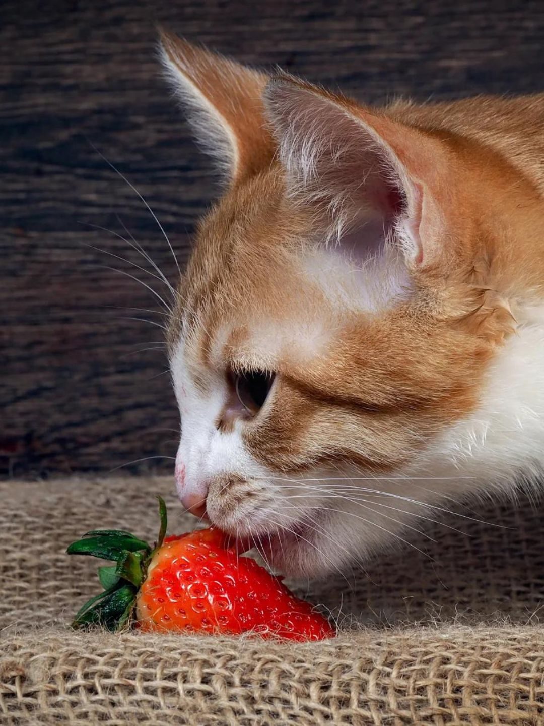 Gato Pode Comer Morango? Mitos e Verdades Agora