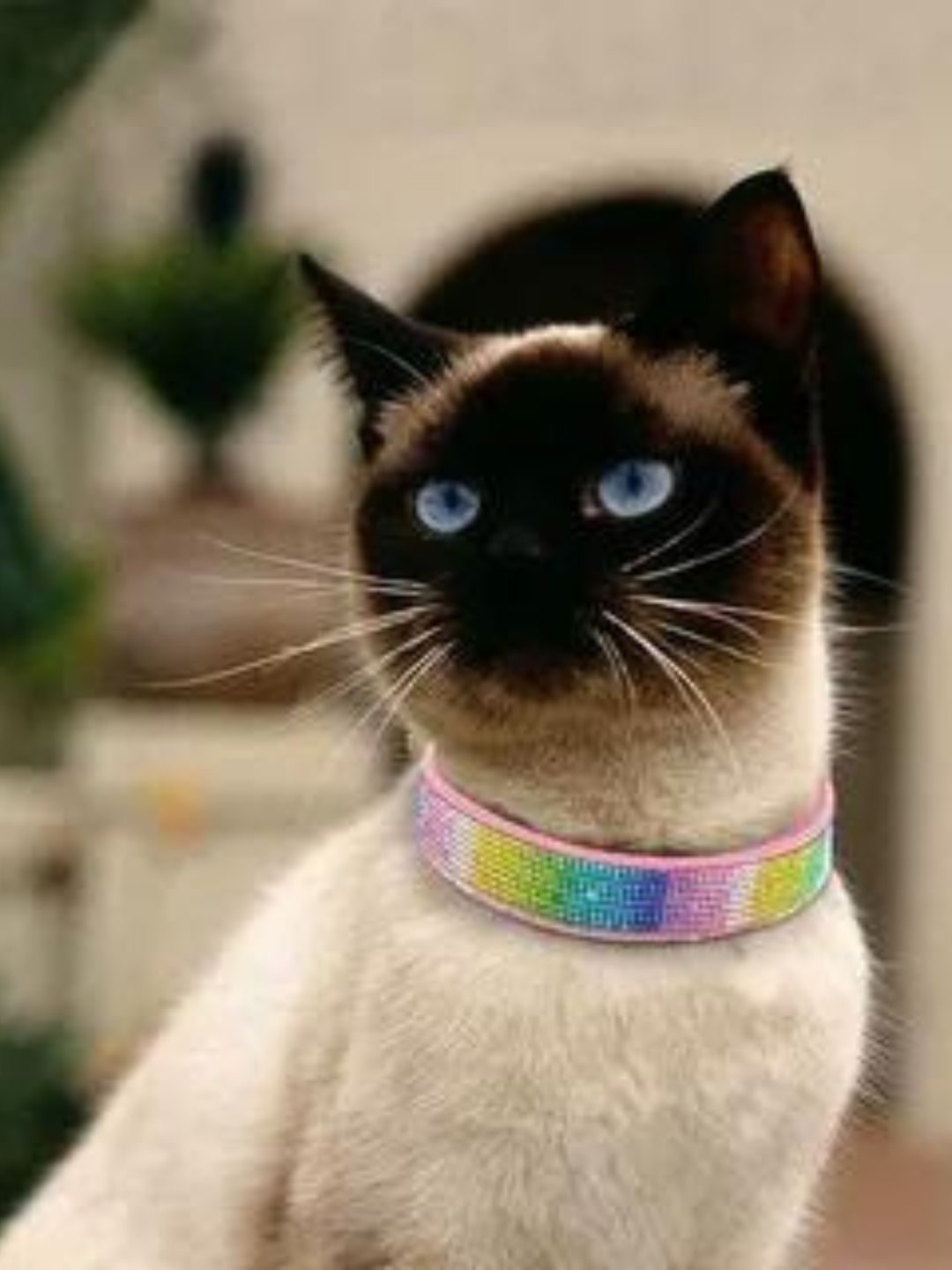 Gato Pode Comer Maracujá