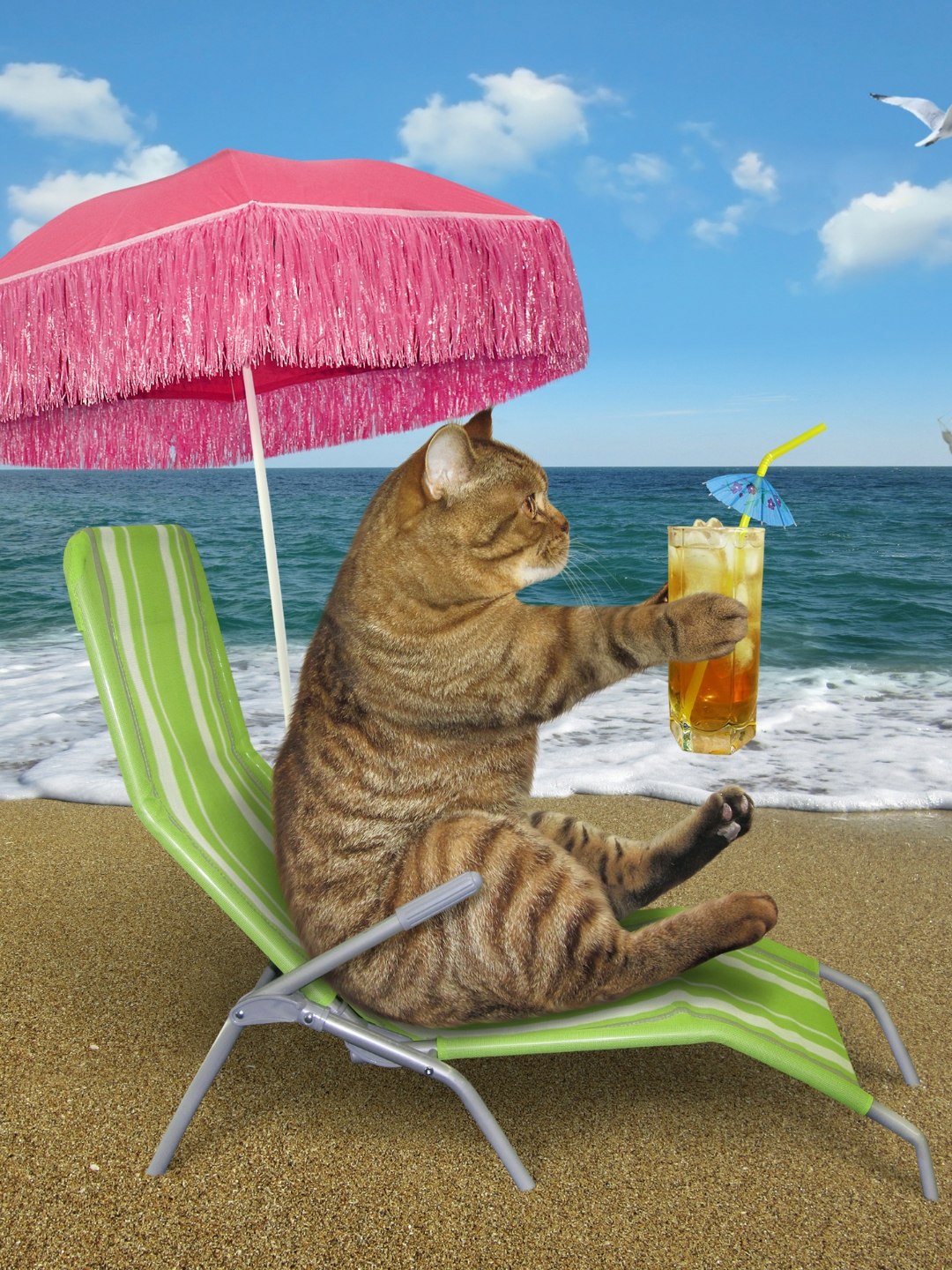 Gato pode tomar suco