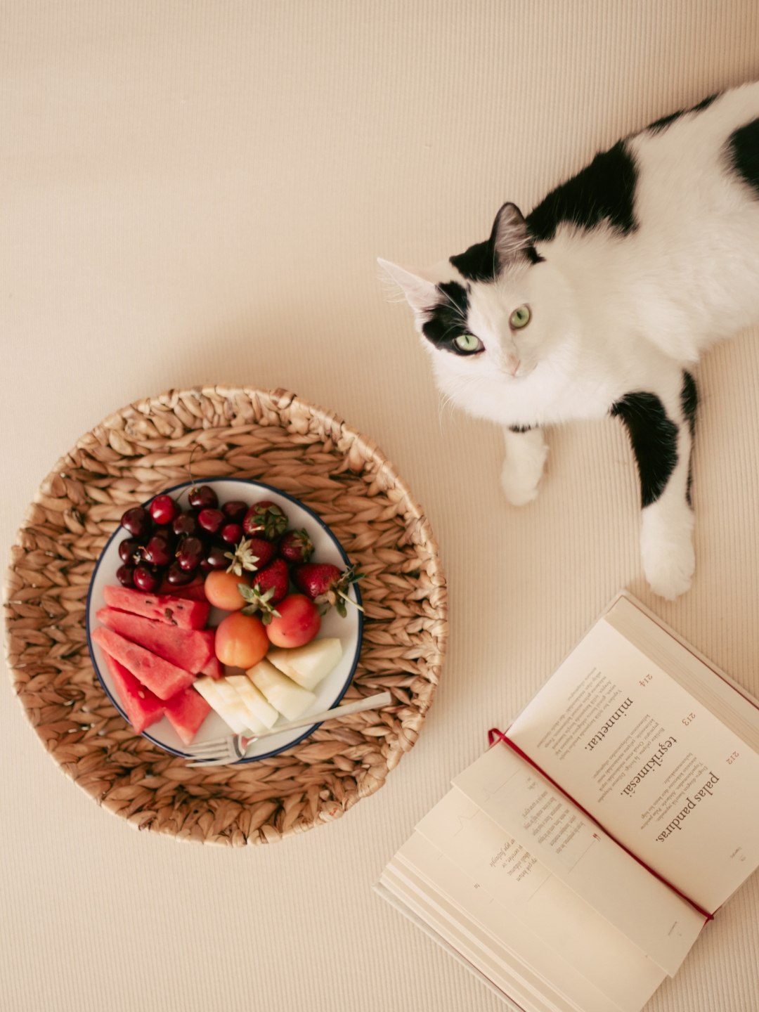 Quais frutas os gatos podem comer