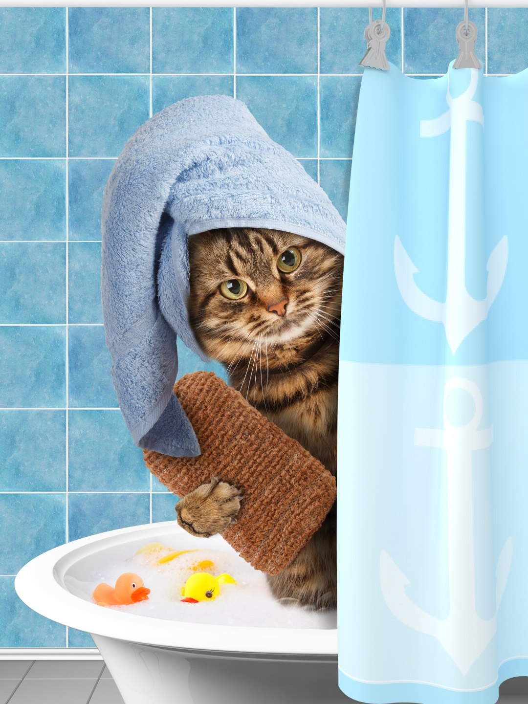 Como Ter Gatos em Apartamentos Pequenos