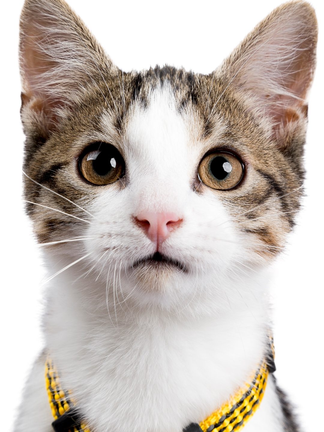 Alimentação do Animal de Estimação Para uma Dieta Saudável