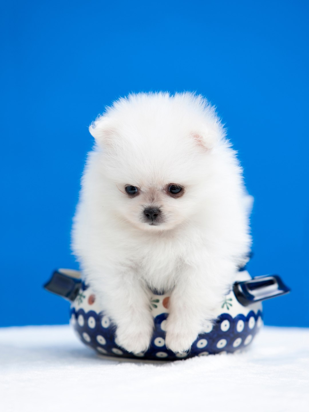 Animais de Estimação Mais Amigáveis para Famílias