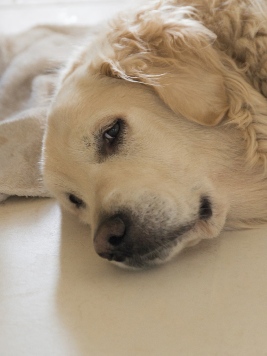 Animais de Estimação e Suas Emoções