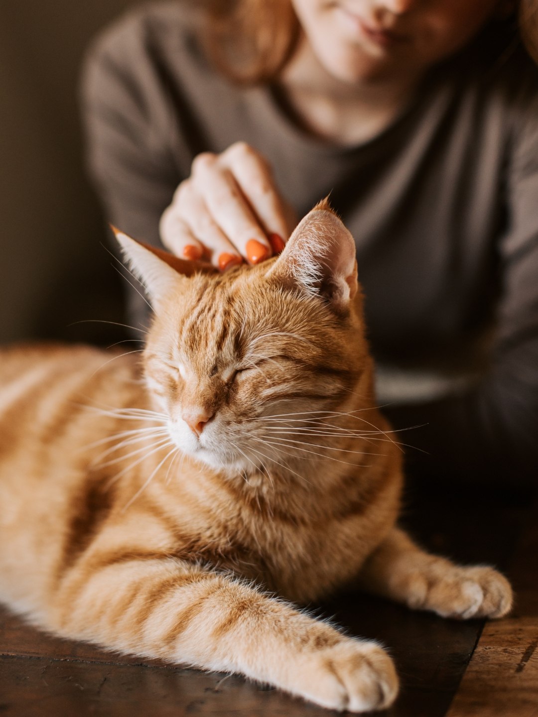 Animal de Estimação Gato