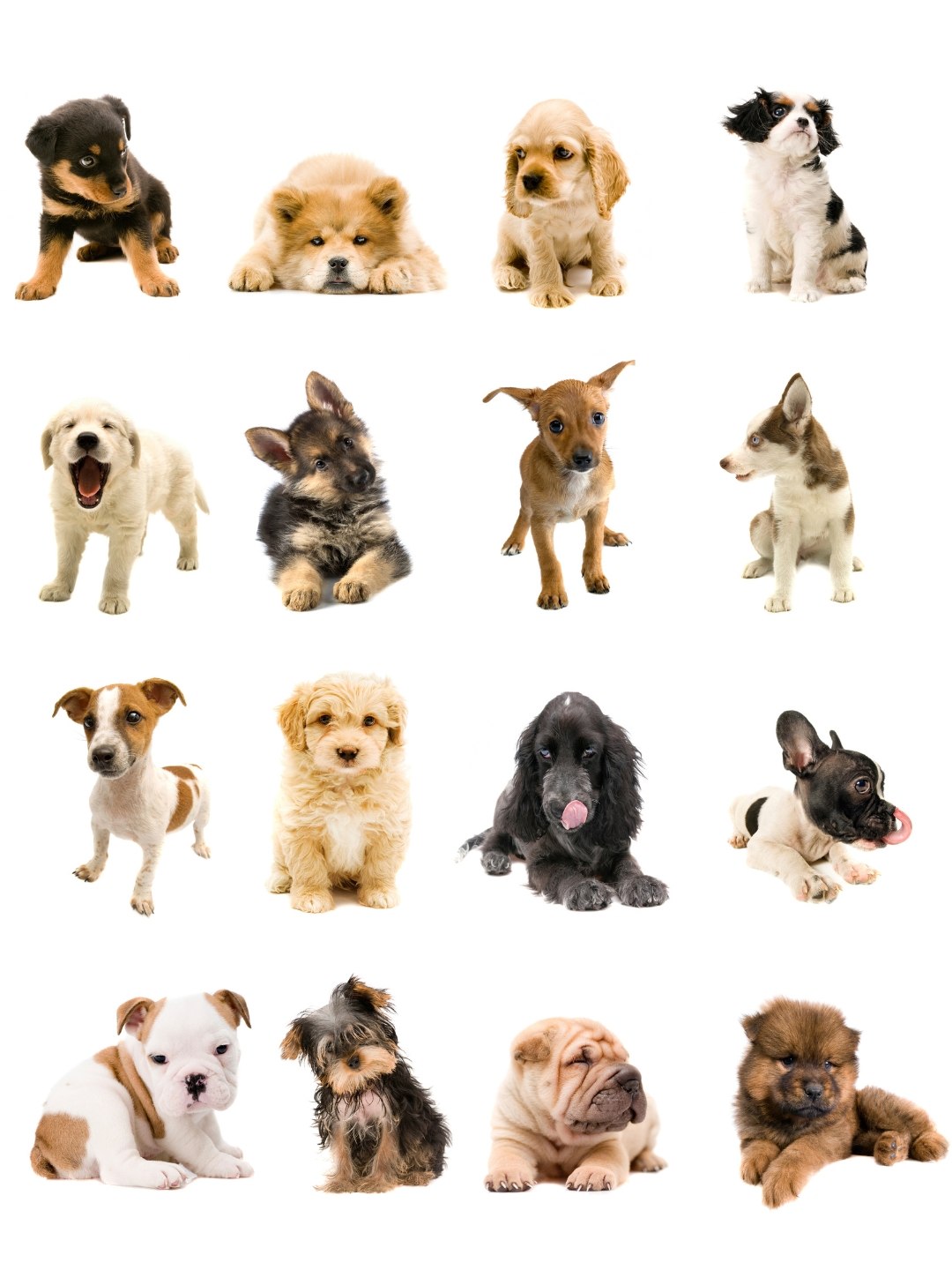 Animal de Estimação para Crianças