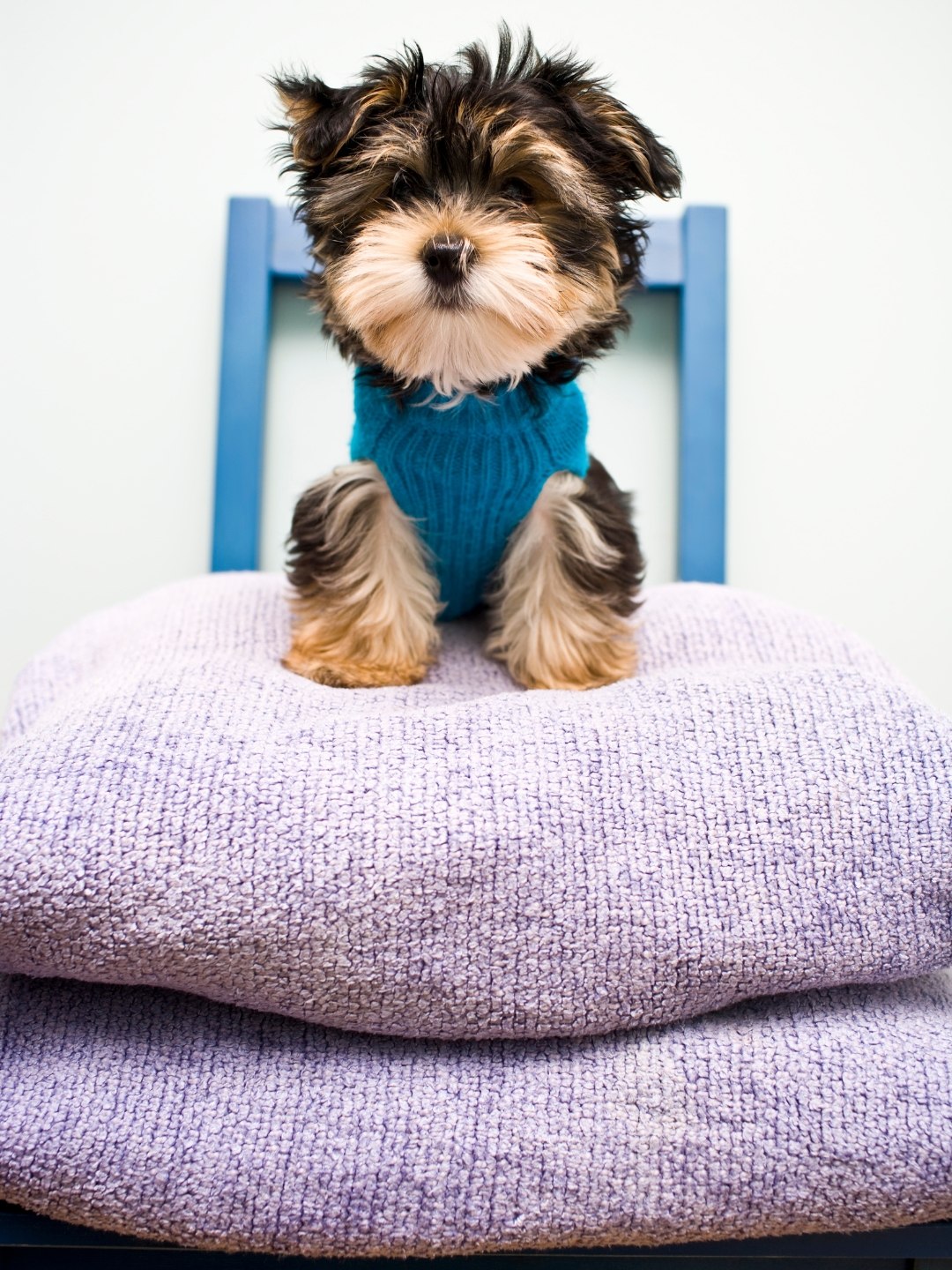 Benefícios de Ter um Animal em Casa