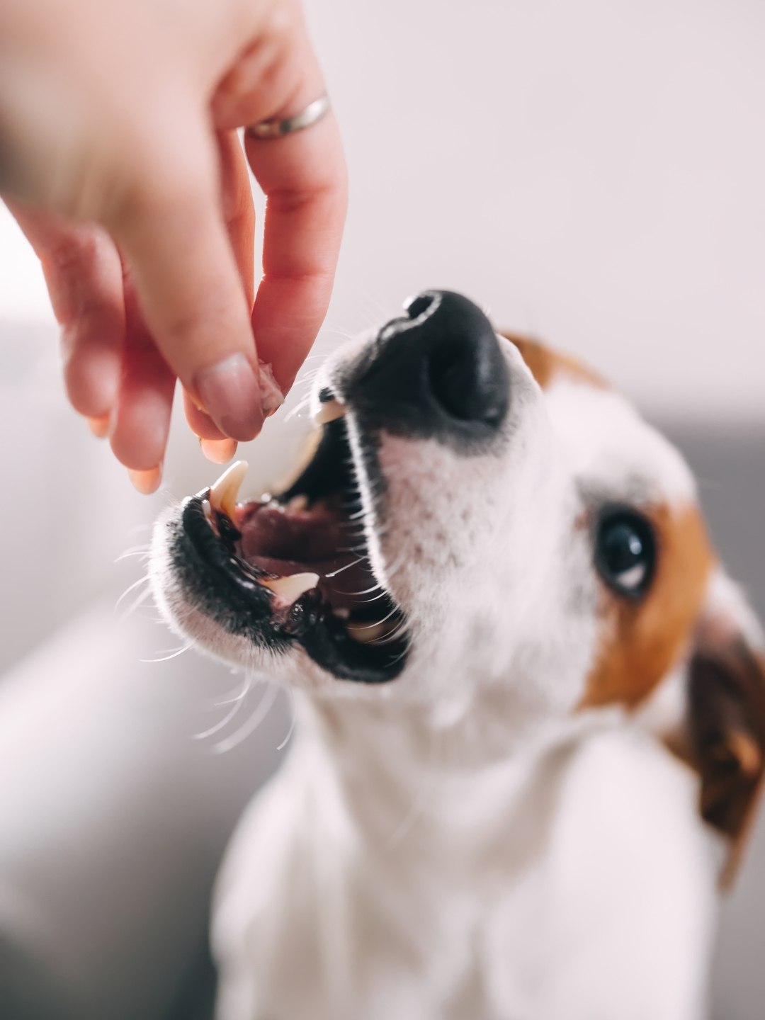 Cachorro pode comer caqui