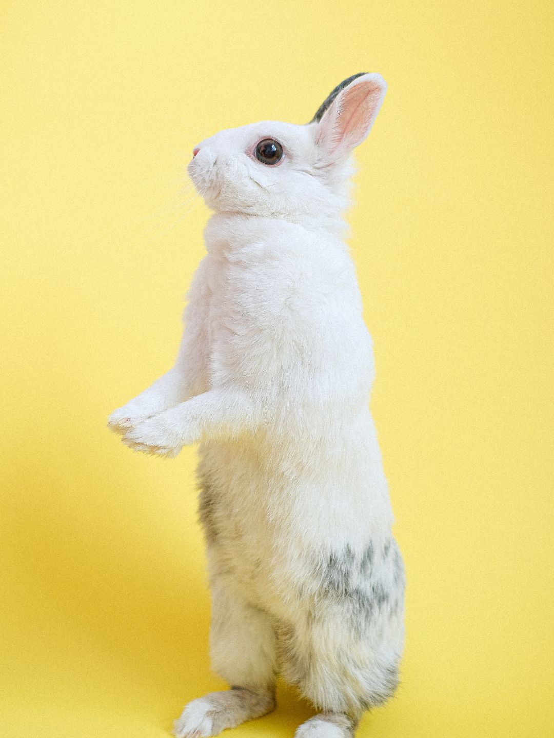 Coelhos Pet Amigáveis e de Baixa Manutenção