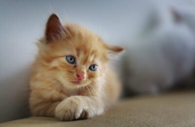 Como Cuidar do seu Pet em Casa