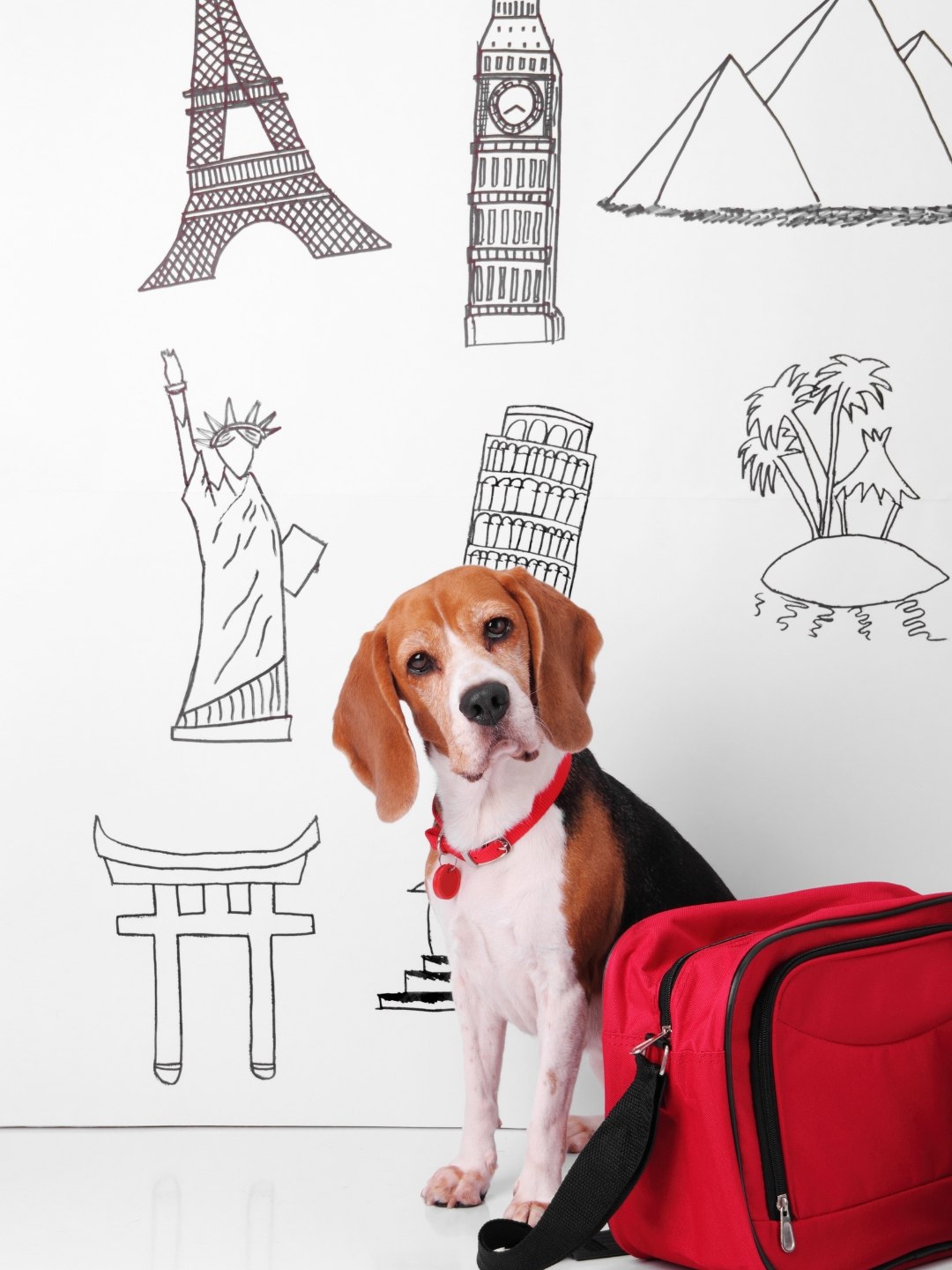 Dicas de Viagem com Animais de Estimação