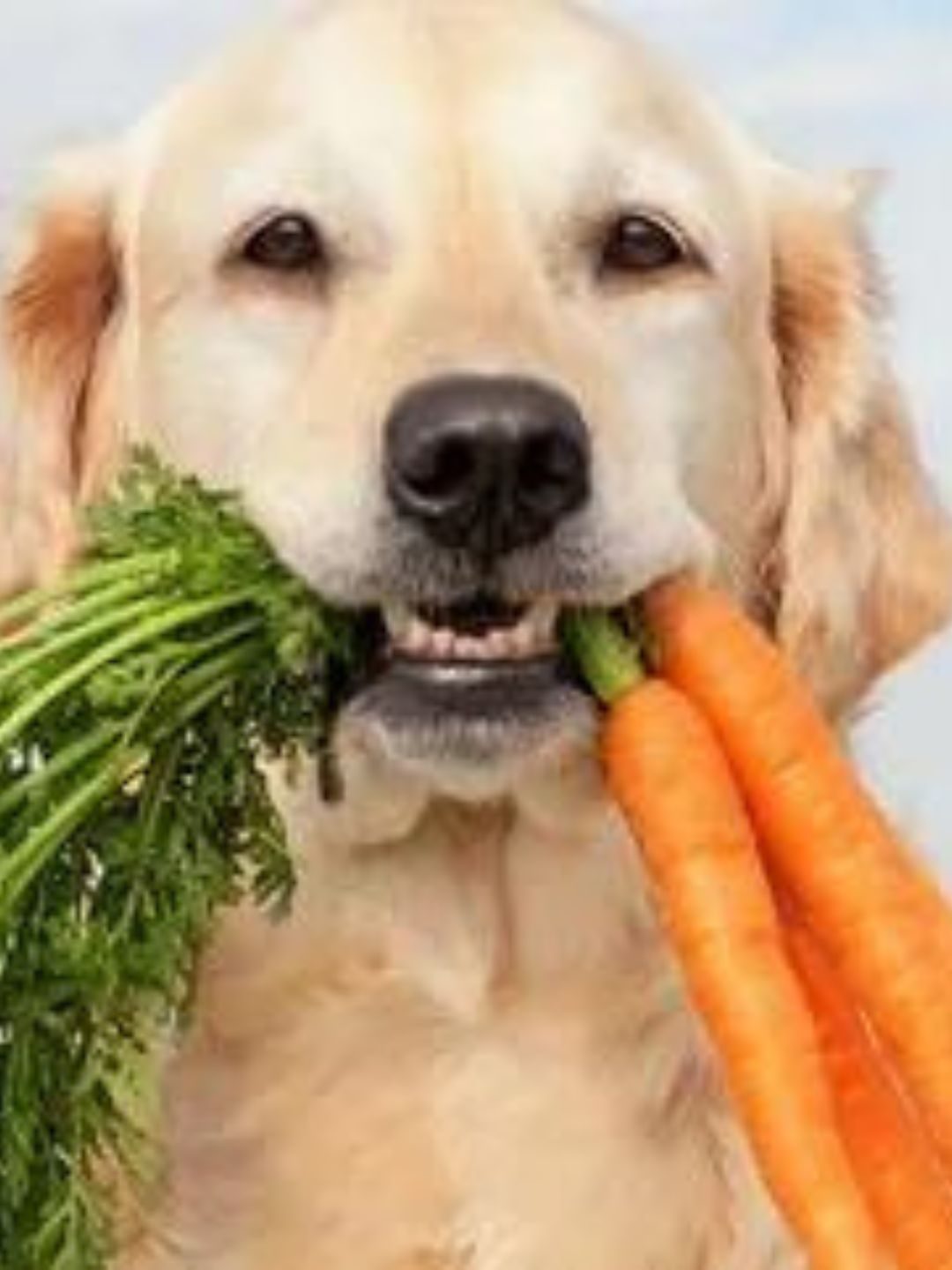 Dieta Balanceada para Animais