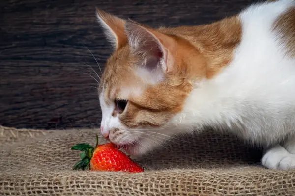 Gato Pode Comer Morango