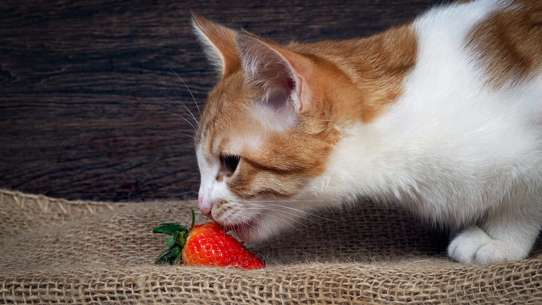 Gato Pode Comer Morango