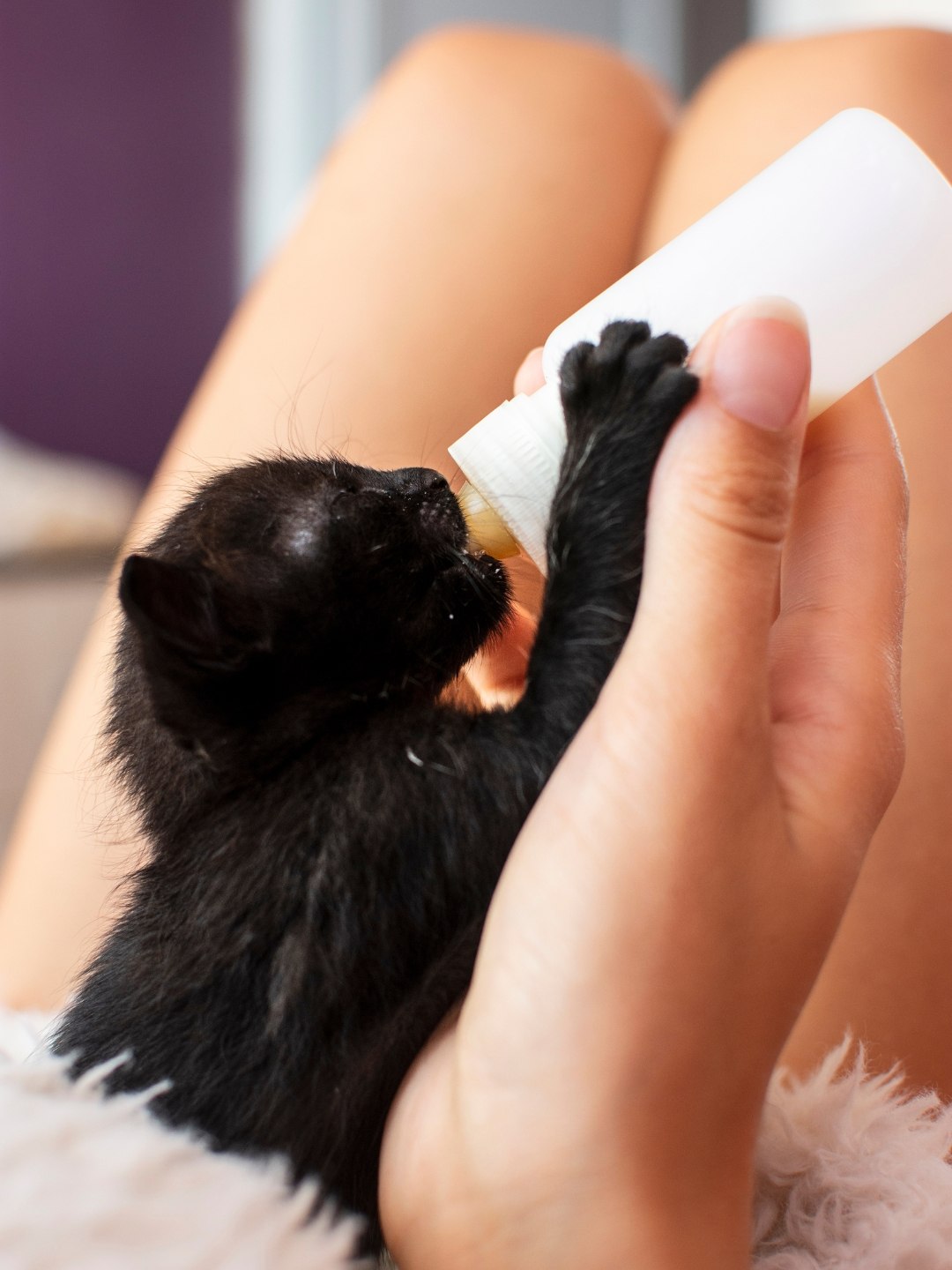 Gato Pode Tomar Leite