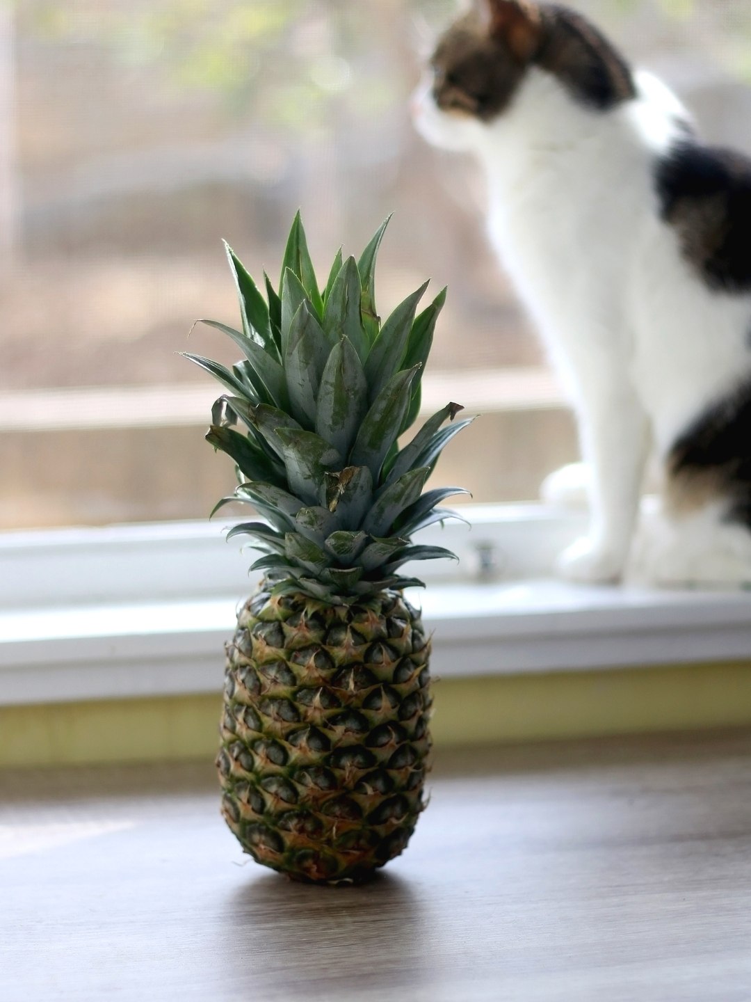 Gato pode comer a folha do abacaxi