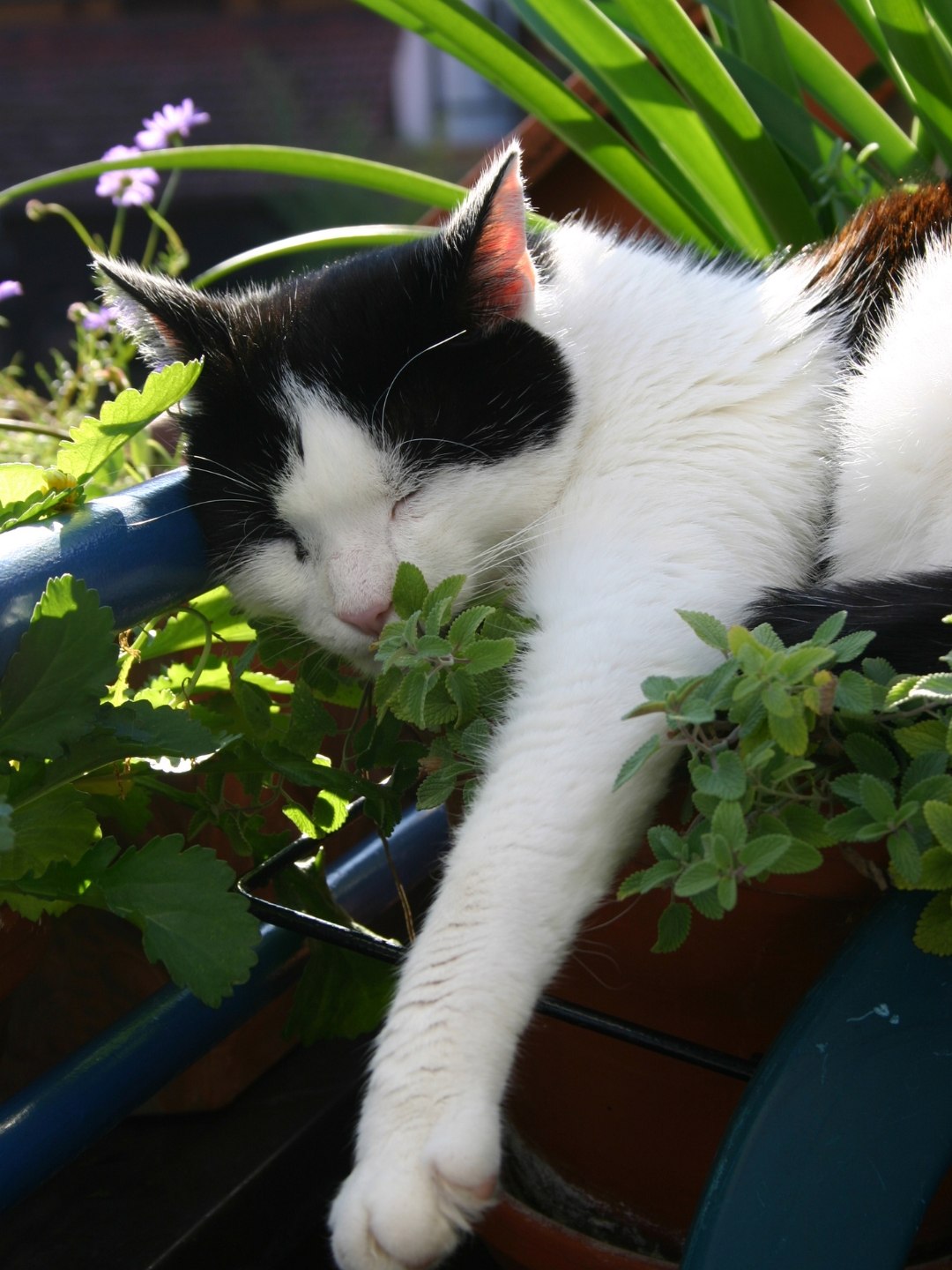 Gato pode comer hortelã