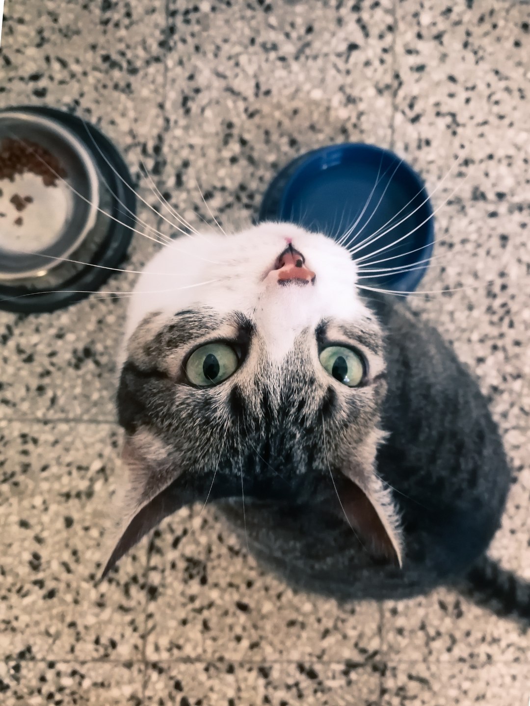 Gato pode tomar suco de laranja