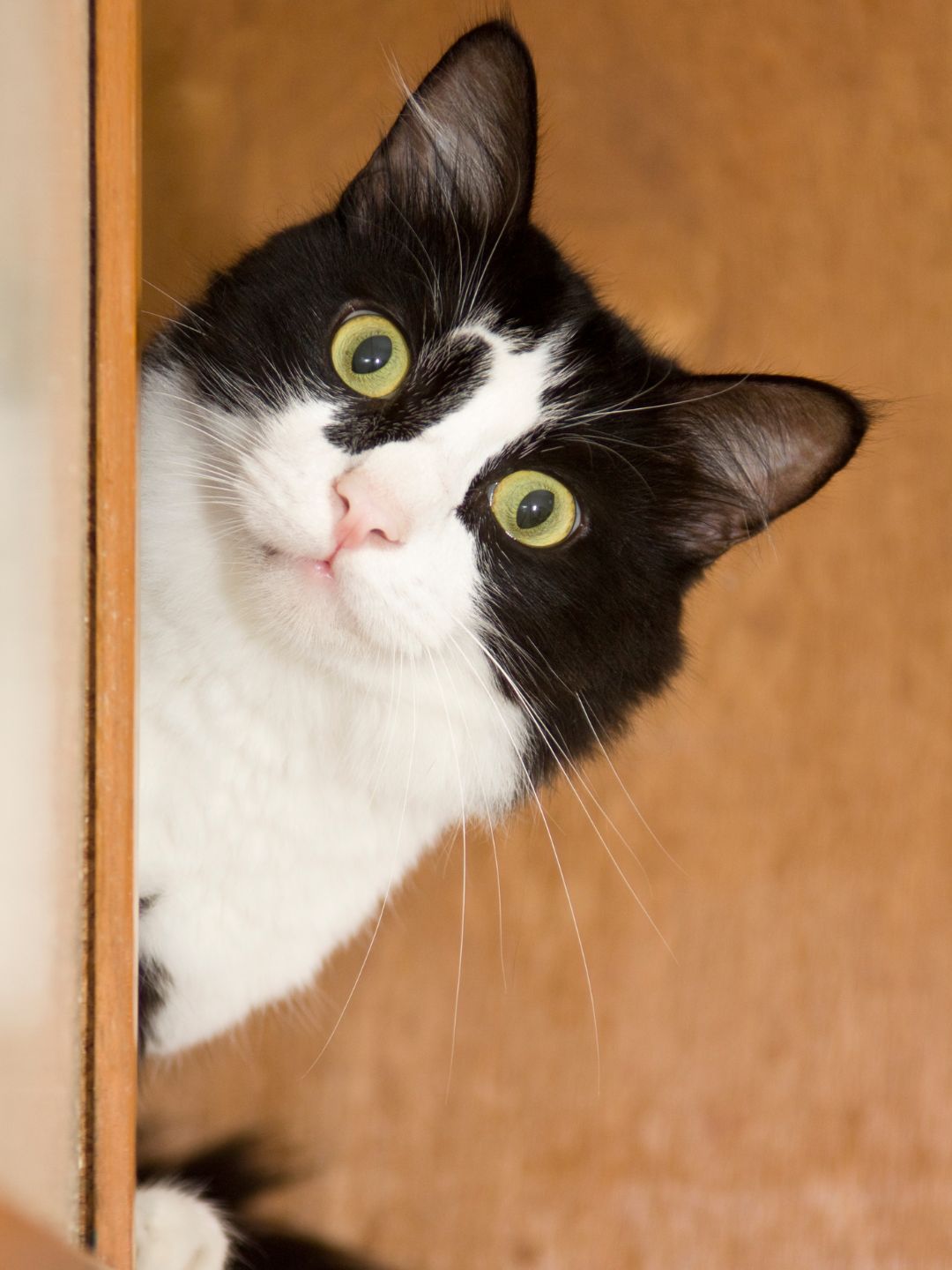 Gatos A Escolha Ideal para Ambientes Fechados