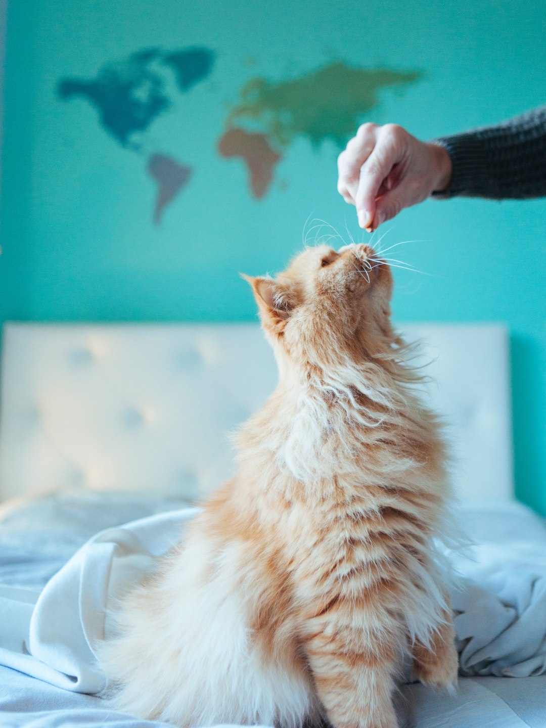 Gatos Recém-Nascidos