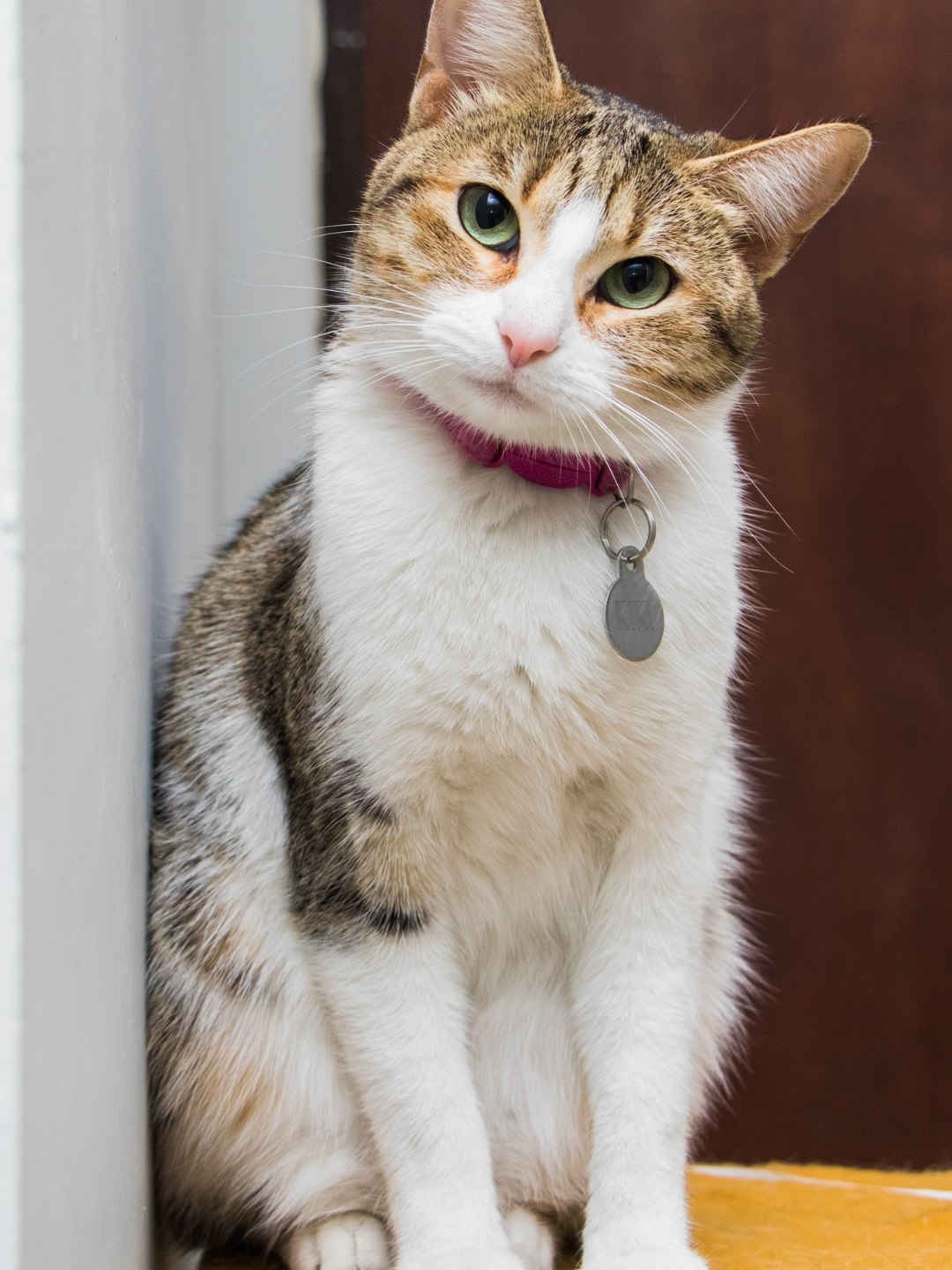 Meu gato comeu ameixa o que fazer