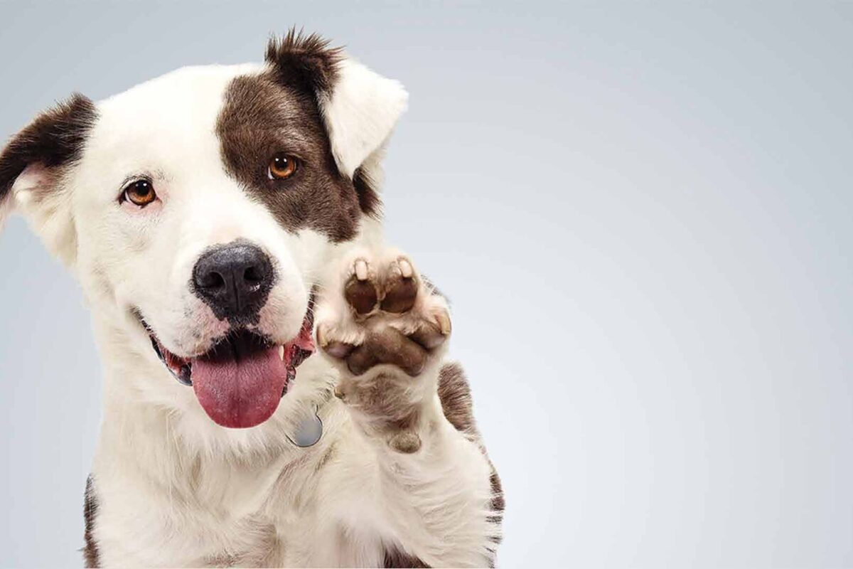 Nome de Cachorro Masculino