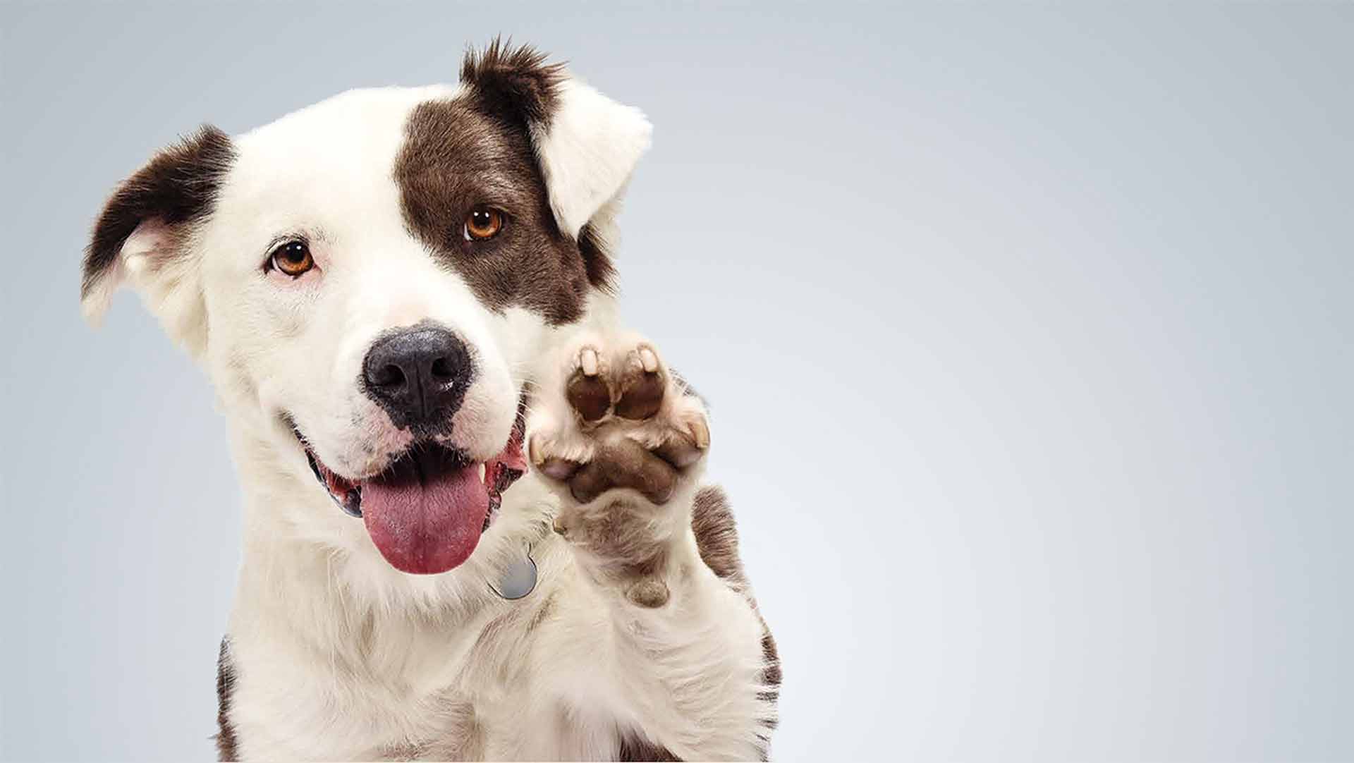Nome de Cachorro Masculino