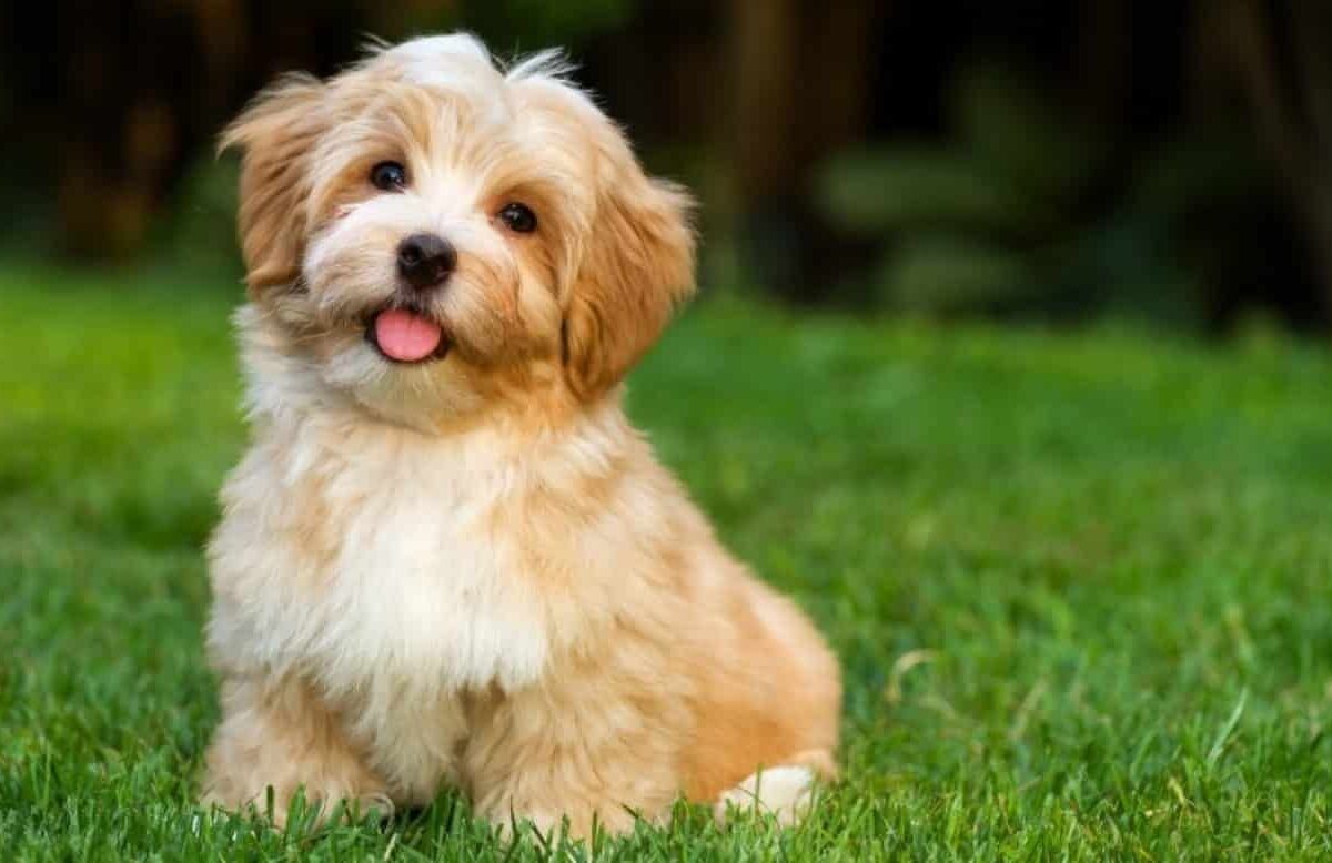 Nomes para Cachorro Escolha do Nome Perfeito