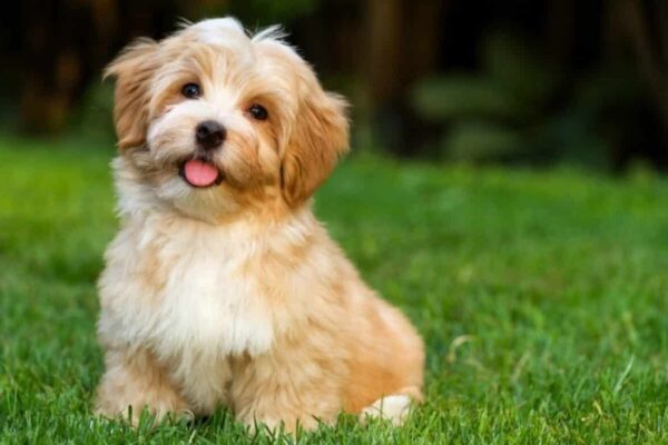 Nomes para Cachorro Escolha do Nome Perfeito