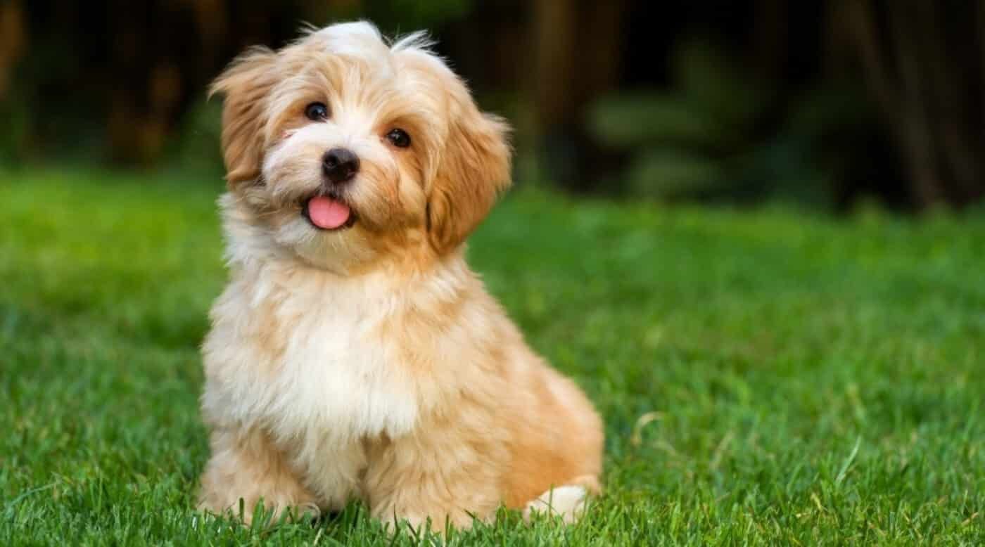 Nomes para Cachorro Escolha do Nome Perfeito