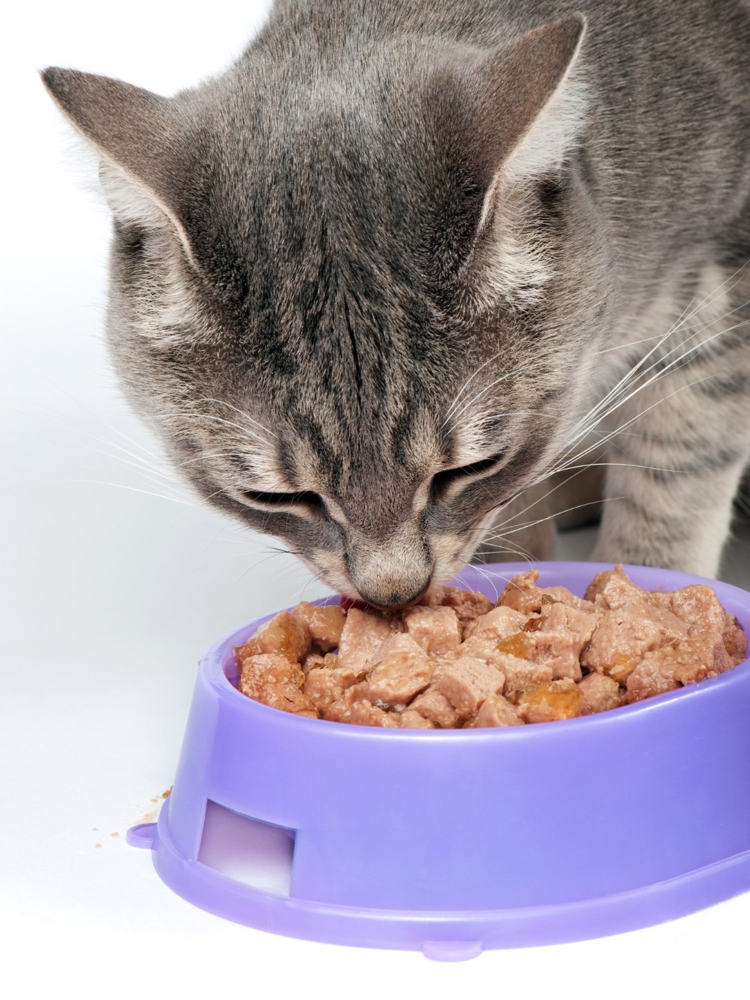 O que gato pode comer