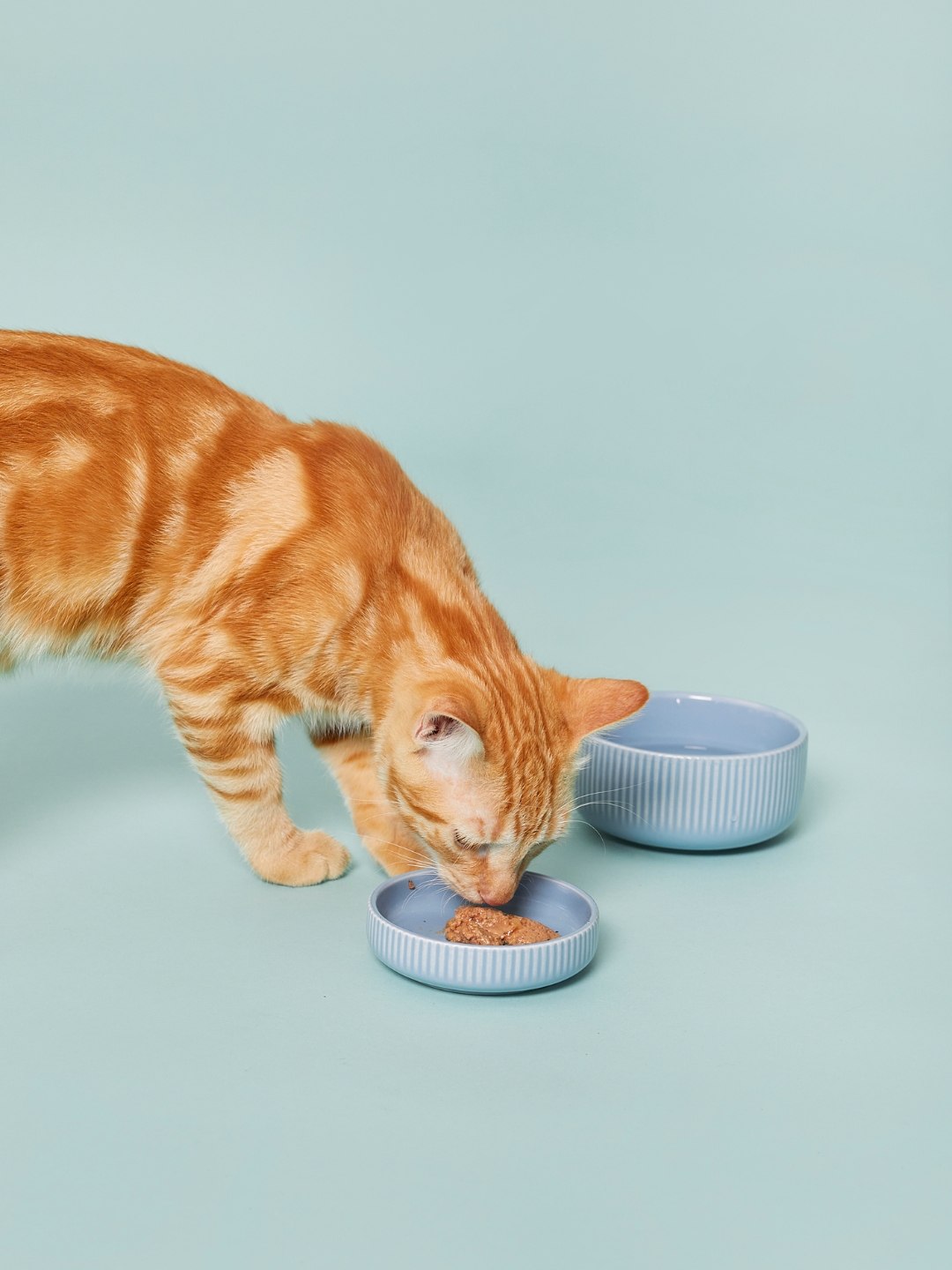 Higiene Bucal em Animais de Estimação