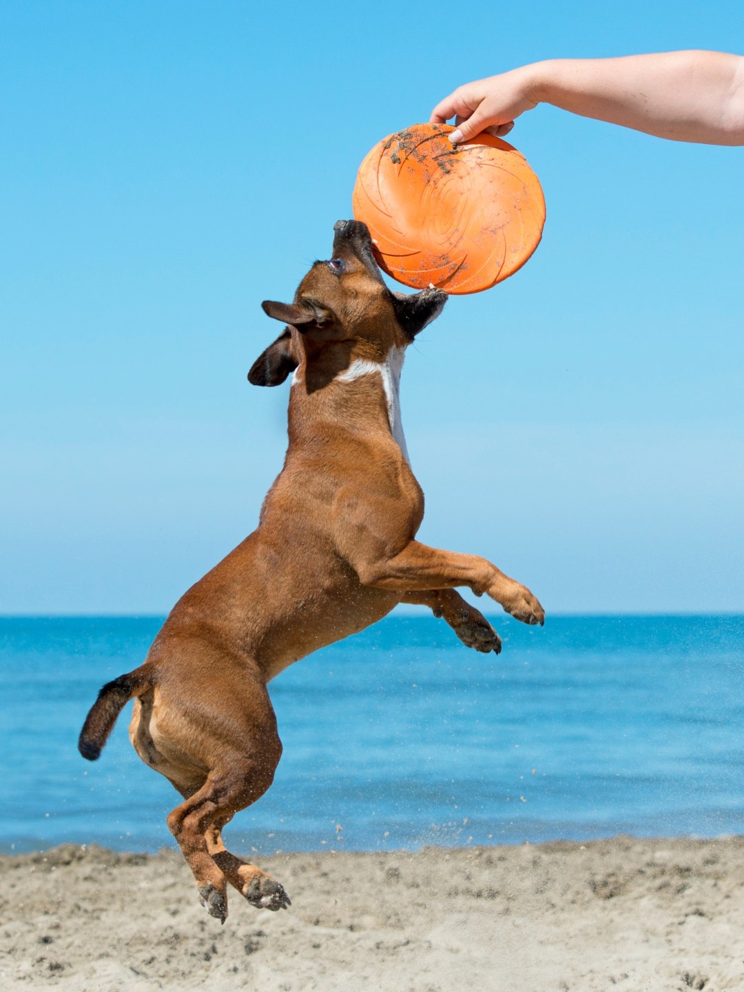 Rotina de Exercícios para Animais de Estimação