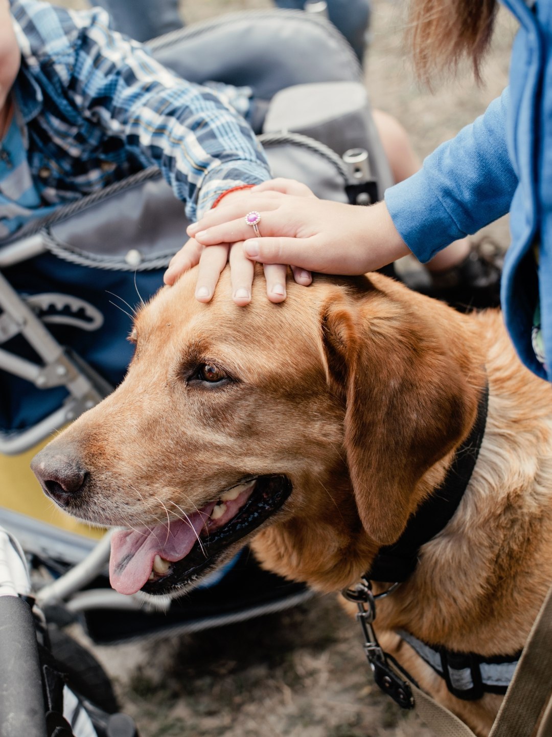 Terapia com Animais de Estimação