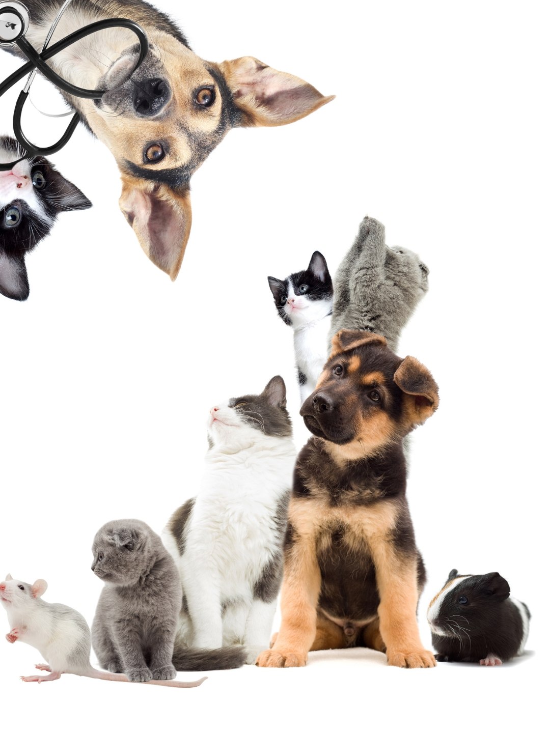 animal de estimação