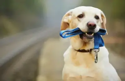 nomes criativos para cachorro masculino