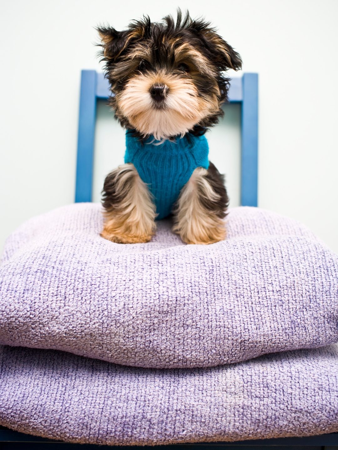 Animais de Estimação