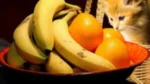 É Seguro Dar Frutas para Gatos