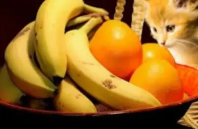 É Seguro Dar Frutas para Gatos