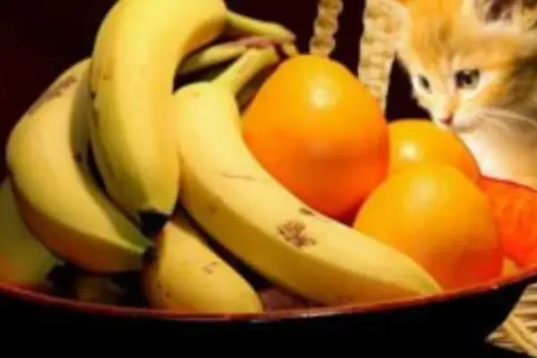 É Seguro Dar Frutas para Gatos