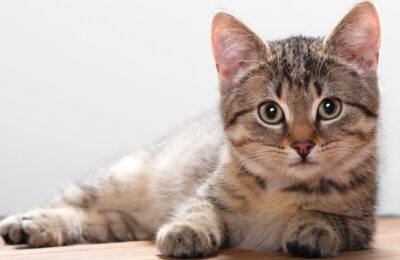Sinais de que seu Gato é Feliz