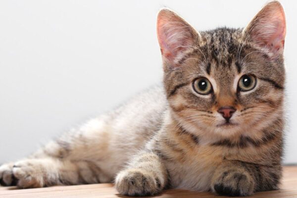 Sinais de que seu Gato é Feliz