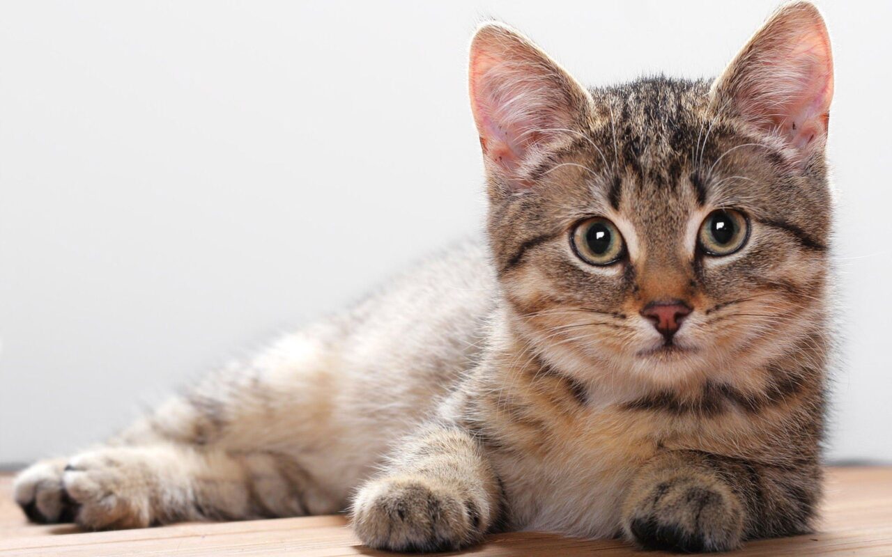 Sinais de que seu Gato é Feliz