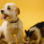 animais domésticos companheiros