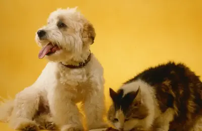 animais domésticos companheiros