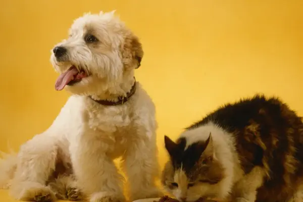 animais domésticos companheiros