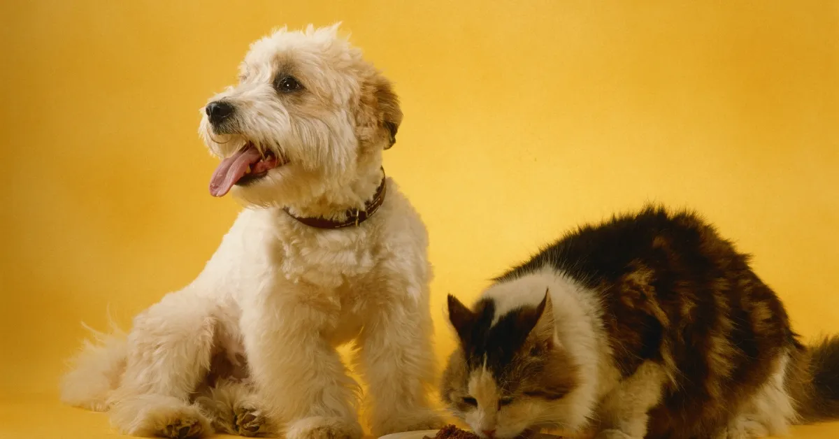 animais domésticos companheiros