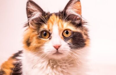 Manga para Gatos